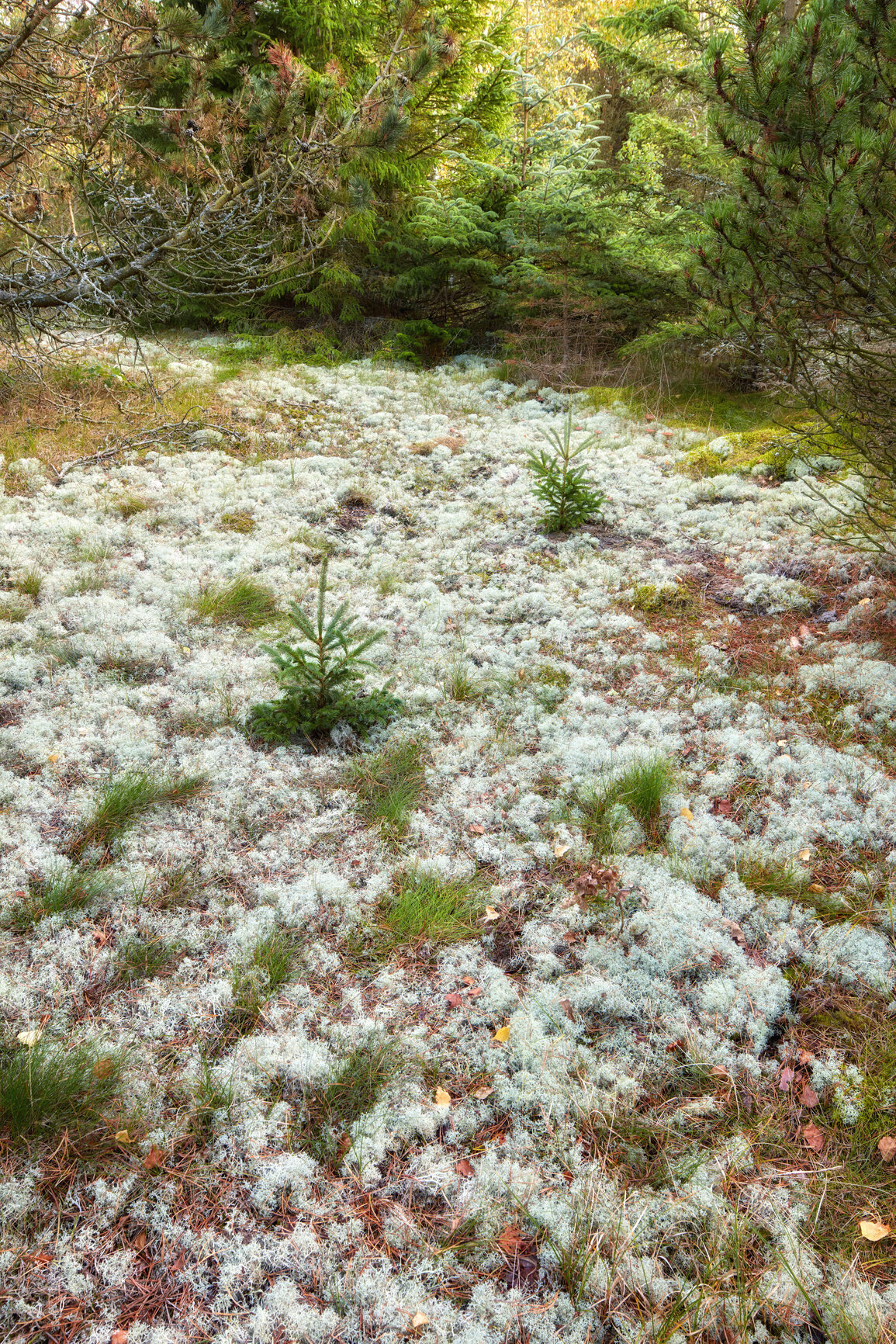 Buy stock photo White moos early spring in Danish forest