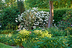 White Rhododendron Flowers