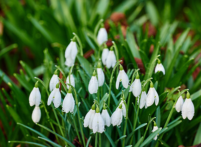 Buy stock photo Galanthus nivalis was described by the Swedish botanist Carl Linnaeus in his Species Plantarum in 1753, and given the specific epithet nivalis, meaning snowy (Galanthus means with milk-white flowers). Snowdrops and their bulbs are poisonous to humans and can cause nausea, diarrhoea and vomiting if eaten in large quantities.