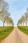 Avenue in the countryside