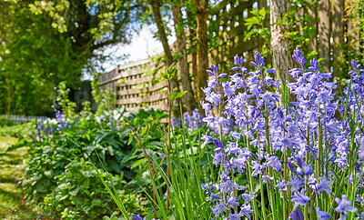 Buy stock photo Colorful purple flowers growing in a garden. Closeup of beautiful spanish bluebell or hyacinthoides hispanica foliage with vibrant petals blooming and blossoming in nature on a sunny day in spring