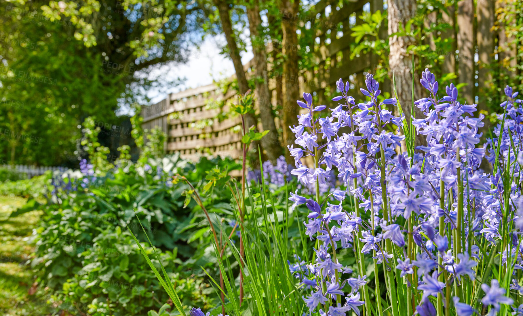 Buy stock photo Colorful purple flowers growing in a garden. Closeup of beautiful spanish bluebell or hyacinthoides hispanica foliage with vibrant petals blooming and blossoming in nature on a sunny day in spring