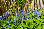 Bluebells in my garden