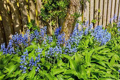 Buy stock photo Beautiful, colorful and fresh flowers in nature on a spring day outside near a fence. Bluebell flower plants in a garden with green grass, tree and plant life. A relaxing day outside in nature.