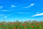 Wheat fields with poppies in early summer