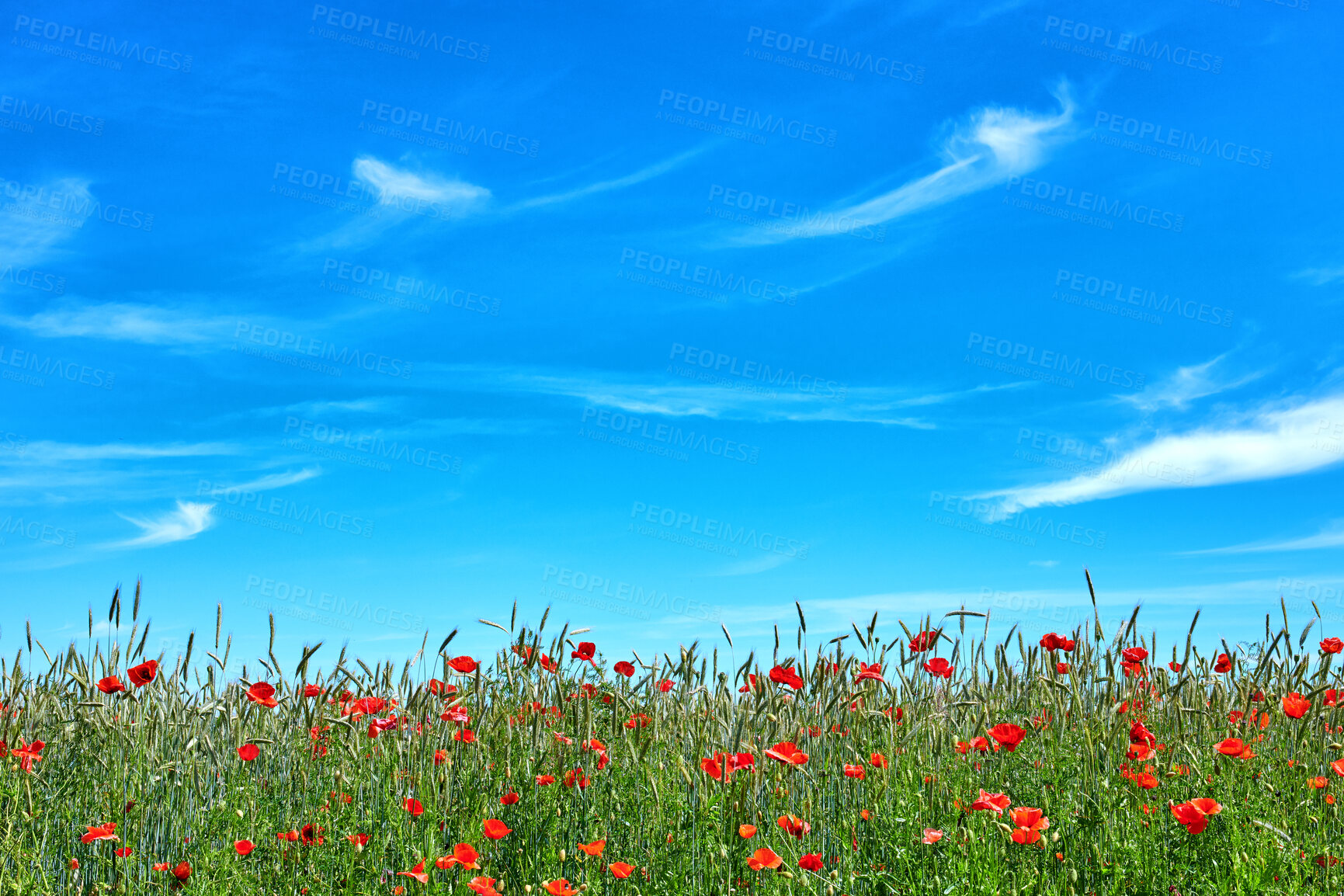 Buy stock photo A  photo of poppies in the countryside in late spring and early summer