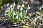 Common snowdrop - Galanthus nivalis 