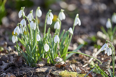 Buy stock photo Galanthus nivalis was described by the Swedish botanist Carl Linnaeus in his Species Plantarum in 1753, and given the specific epithet nivalis, meaning snowy (Galanthus means with milk-white flowers). T