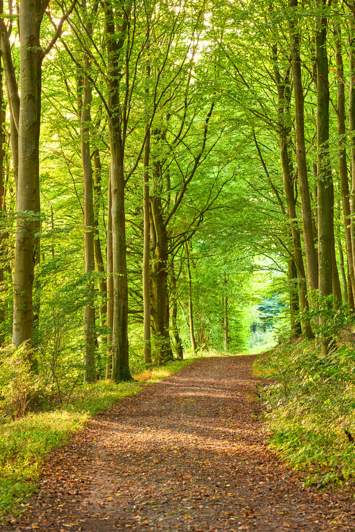 Buy stock photo A photo of green and lush spring forest in Denmark