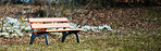 Bench and Common snowdrop - Galanthus nivalis 