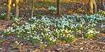 Common snowdrop - Galanthus nivalis 