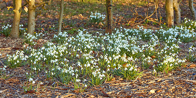 Buy stock photo Galanthus nivalis was described by the Swedish botanist Carl Linnaeus in his Species Plantarum in 1753, and given the specific epithet nivalis, meaning snowy (Galanthus means with milk-white flowers). T