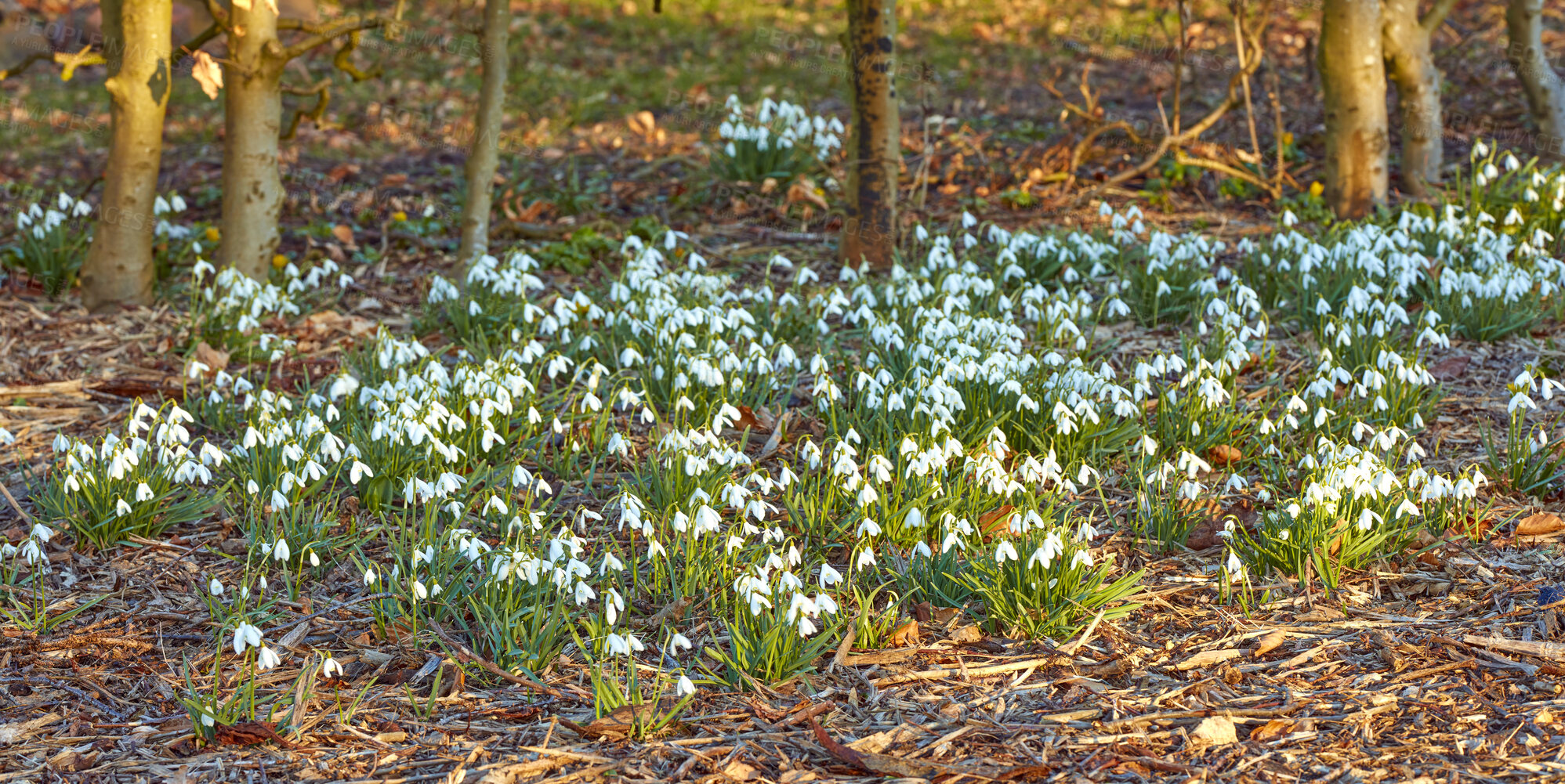 Buy stock photo Galanthus nivalis was described by the Swedish botanist Carl Linnaeus in his Species Plantarum in 1753, and given the specific epithet nivalis, meaning snowy (Galanthus means with milk-white flowers). T