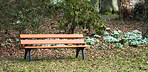 Bench and Common snowdrop - Galanthus nivalis 