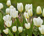 White tulips in my garden