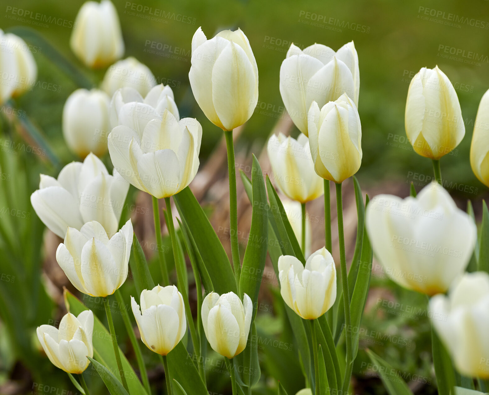 Buy stock photo Closeup of beautiful white tulips blooming in a backyard garden in summer. Zoom of spring flowering plants opening up and blooming on a field in the countryside. Flowers in a natural environment