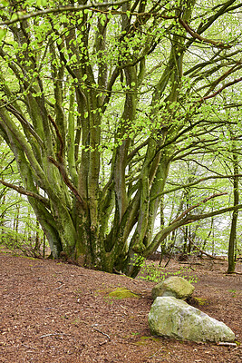 Buy stock photo A photo of green and lush spring forest in Denmark