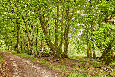 Buy stock photo A photo of green and lush forest in spring