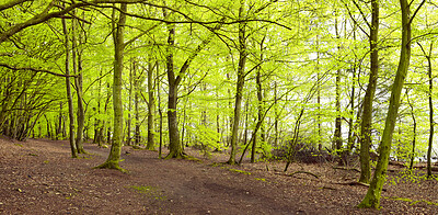 Buy stock photo A photo of green and lush spring forest in Denmark