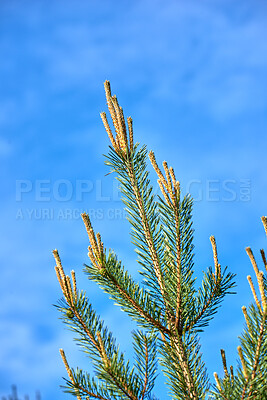 Buy stock photo Early morning photo of a pine tree in springtime