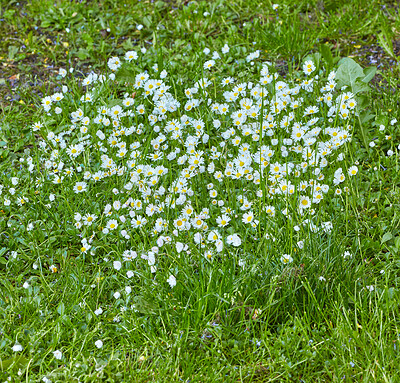 Buy stock photo A series of beautiful garden photos