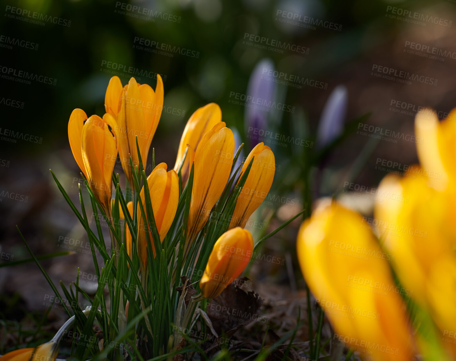 Buy stock photo A series of beautiful garden photos - crocus