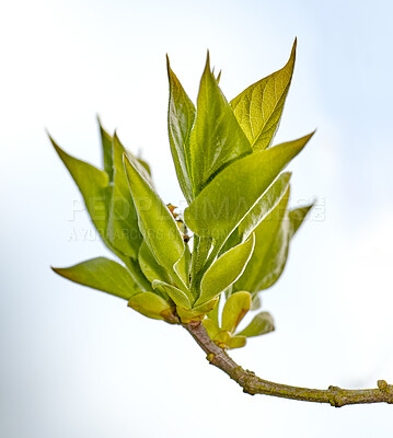 Buy stock photo Beautiful garden details -  bud