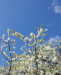 Cherry flowers