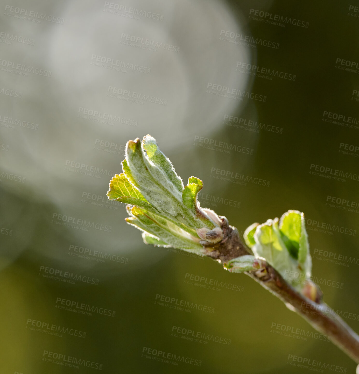 Buy stock photo A series of beautiful garden photos