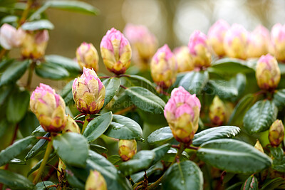 Buy stock photo Rhododendron is a genus of 1,024 species of woody plants in the heath family,