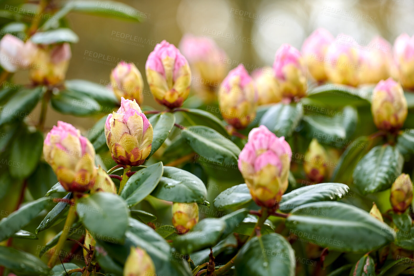 Buy stock photo Rhododendron is a genus of 1,024 species of woody plants in the heath family,