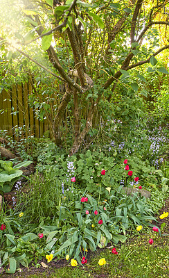 Buy stock photo Beautiful flowers growing in a home garden in summer. Vibrant petals blooming and blossoming in a corner with trees on a sunny day. Flowering plant species flourishing and thriving in nature