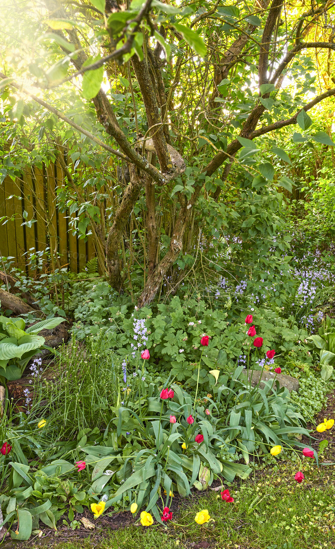 Buy stock photo Beautiful flowers growing in a home garden in summer. Vibrant petals blooming and blossoming in a corner with trees on a sunny day. Flowering plant species flourishing and thriving in nature