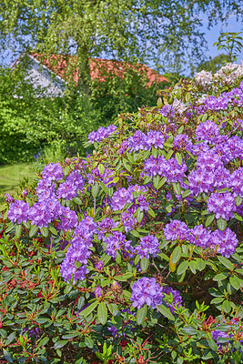 Buy stock photo A series of photos of rhododendron in garden