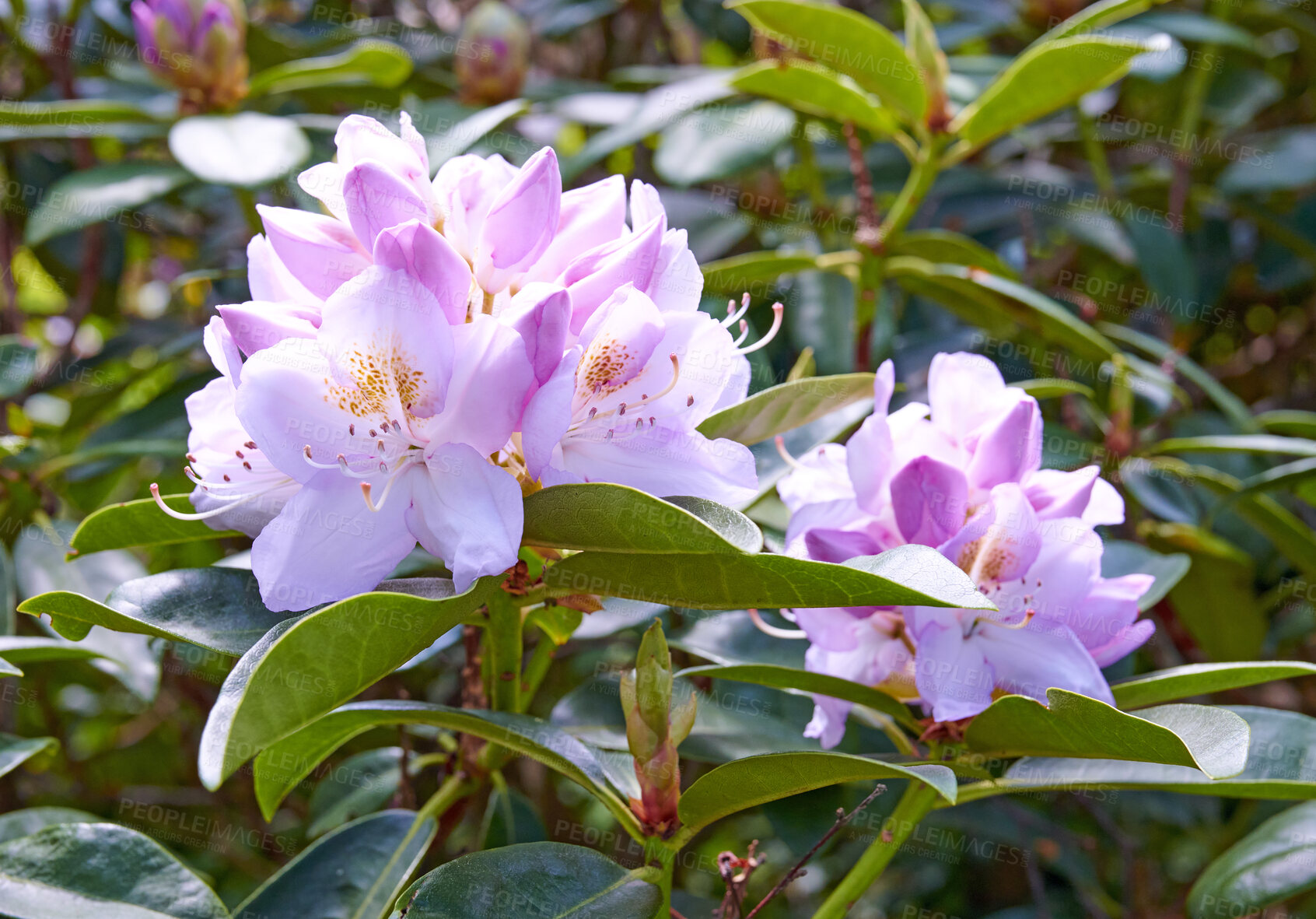 Buy stock photo Rhododendron is a genus of 1,024 species of woody plants in the heath family, either evergreen or deciduous, and found mainly in Asia, although it is also widespread throughout the Southern Highlands of the Appalachian Mountains of North America.