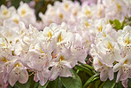 Rhododendron - garden flowers in May