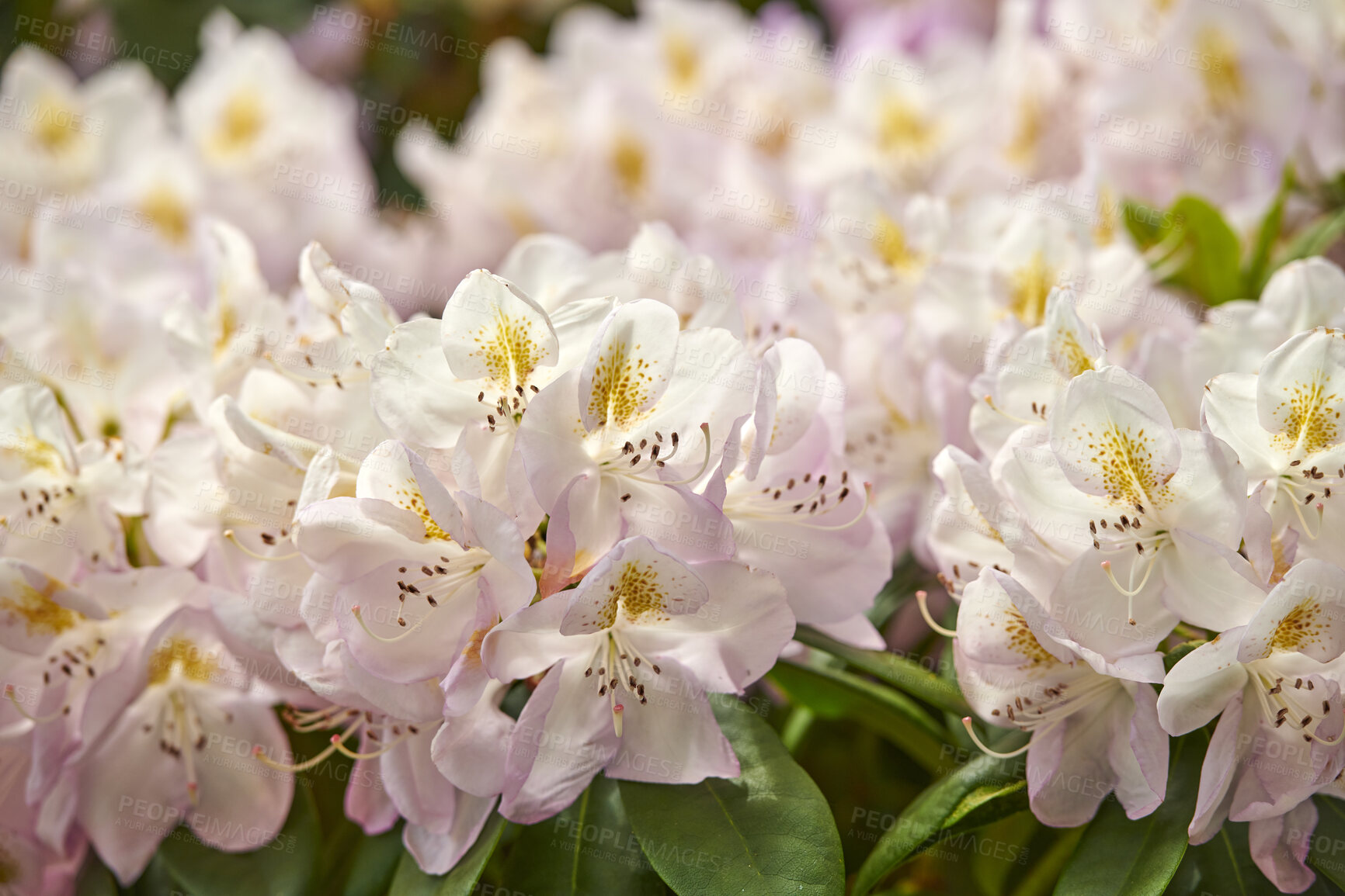 Buy stock photo Rhododendron is a genus of 1,024 species of woody plants in the heath family, either evergreen or deciduous, and found mainly in Asia, although it is also widespread throughout the Southern Highlands of the Appalachian Mountains of North America.