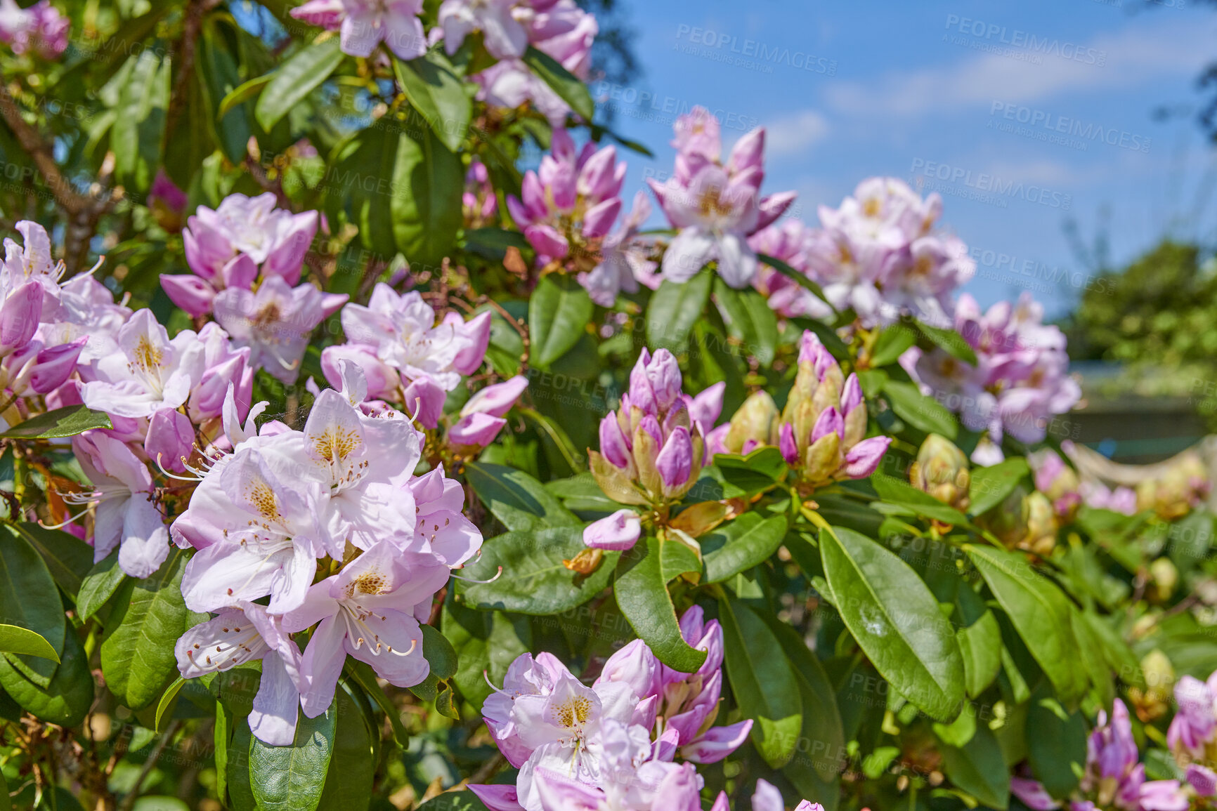 Buy stock photo Rhododendron is a genus of 1,024 species of woody plants in the heath family, either evergreen or deciduous, and found mainly in Asia, although it is also widespread throughout the Southern Highlands of the Appalachian Mountains of North America.