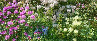 Buy stock photo A series of photos of rhododendron in garden