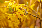 Forsythia in my garden