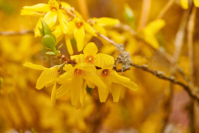 Buy stock photo Forsythia in golden spring dress