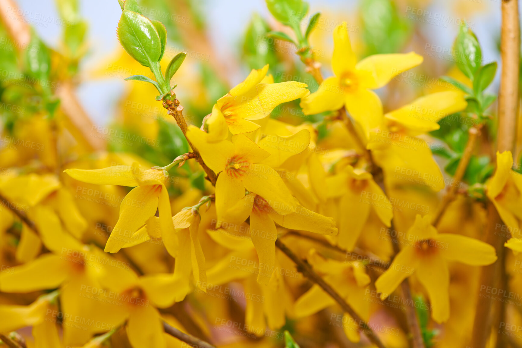 Buy stock photo Forsythia in golden spring dress