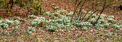 Buy stock photo Galanthus nivalis was described by the Swedish botanist Carl Linnaeus in his Species Plantarum in 1753, and given the specific epithet nivalis, meaning snowy (Galanthus means with milk-white flowers). T