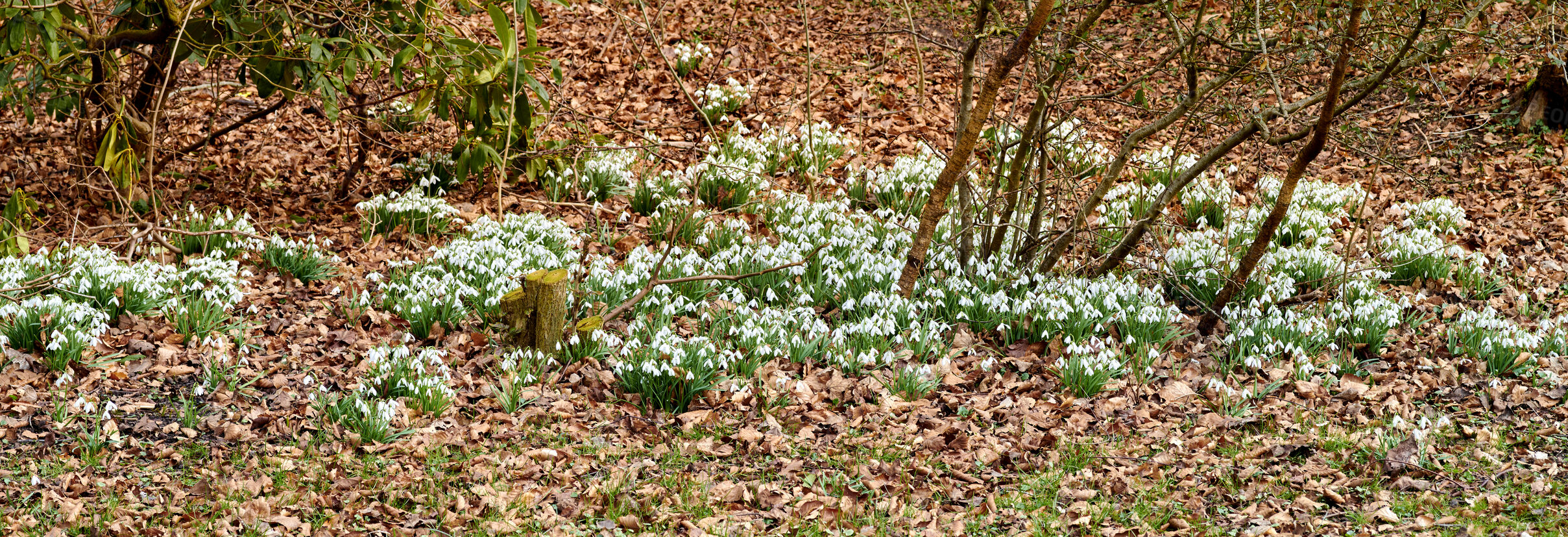 Buy stock photo Galanthus nivalis was described by the Swedish botanist Carl Linnaeus in his Species Plantarum in 1753, and given the specific epithet nivalis, meaning snowy (Galanthus means with milk-white flowers). T