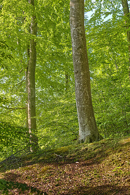 Buy stock photo A photo of green and lush spring forest in Denmark