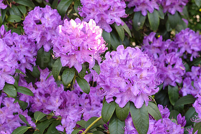 Buy stock photo A series of photos of rhododendron in garden