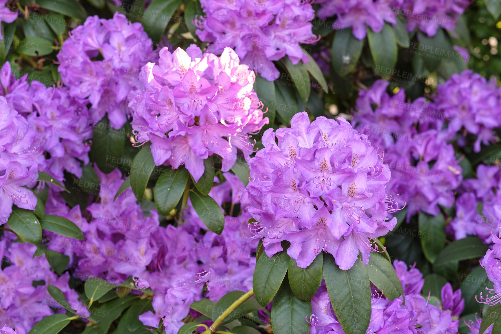 Buy stock photo A series of photos of rhododendron in garden