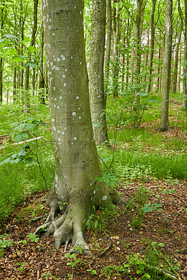 Buy stock photo Moss growing on beech trees in remote forest, environmental conservation and nature reserve. Woods with damp algae and fungal growth with lush green plants in a quiet countryside landscape in Germany