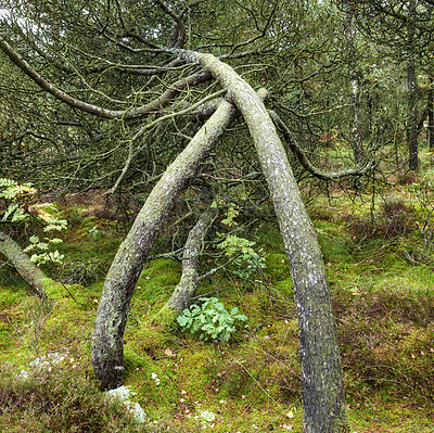 Buy stock photo A photo of green and lush forest in spring