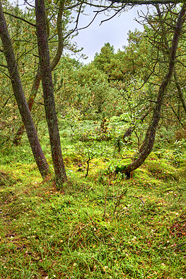 Buy stock photo A photo of green and lush forest in spring